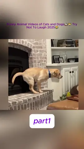 Funny Animal Videos of Cats and Dogs🐶😺 Try Not To Laugh 2025😂#trynottolaugh#funnydogs#funnyvideo