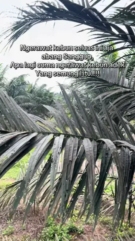 Benar begitu kan tuan putri#fyp #petanimuda #petanisawit 