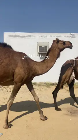 باقي لها شهرين وتولد#الابل_عطايا_الله_عشاق_البداوة_🐪😍 