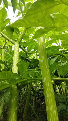 #porang jarak tanam 20 cm 30# menyala bosq❤️‍🔥❤️‍🔥❤️‍🔥