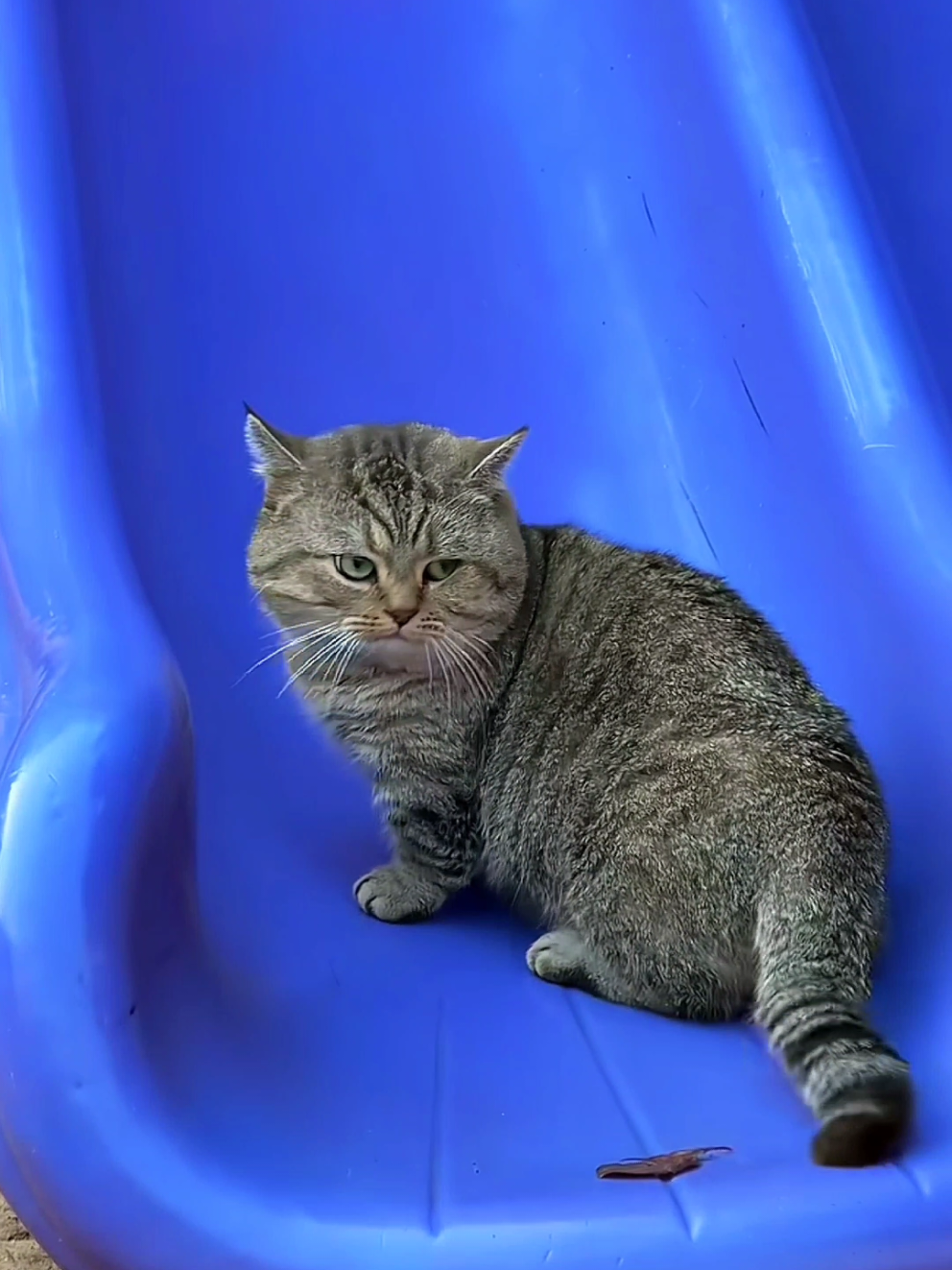 cr: Do you like 咪？ (douyin) #sillycat #cat #fyp 