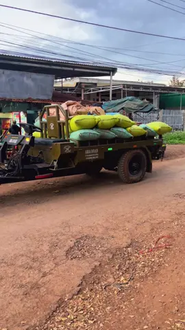 Chỗ các bạn sao rồi hái hết chưa#47daklak 