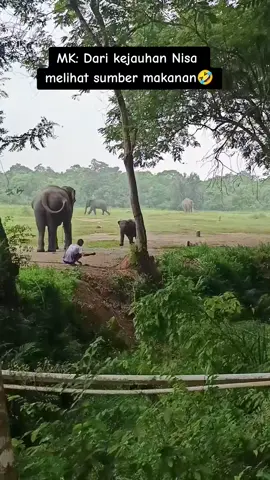 MK: Nisa melihat banyak makanan dari kejauhan wkwkwkwk #waykambas #gajah #anakgajah #f 
