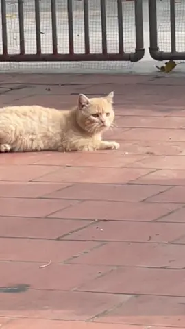 #xh #meo #sontungmtp 