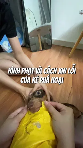 Chuyện hôm bữa em kể chưa hết mọi người ơi  #bonglacon #chípchíp🐤 #dogsoftiktok #funny #viral 