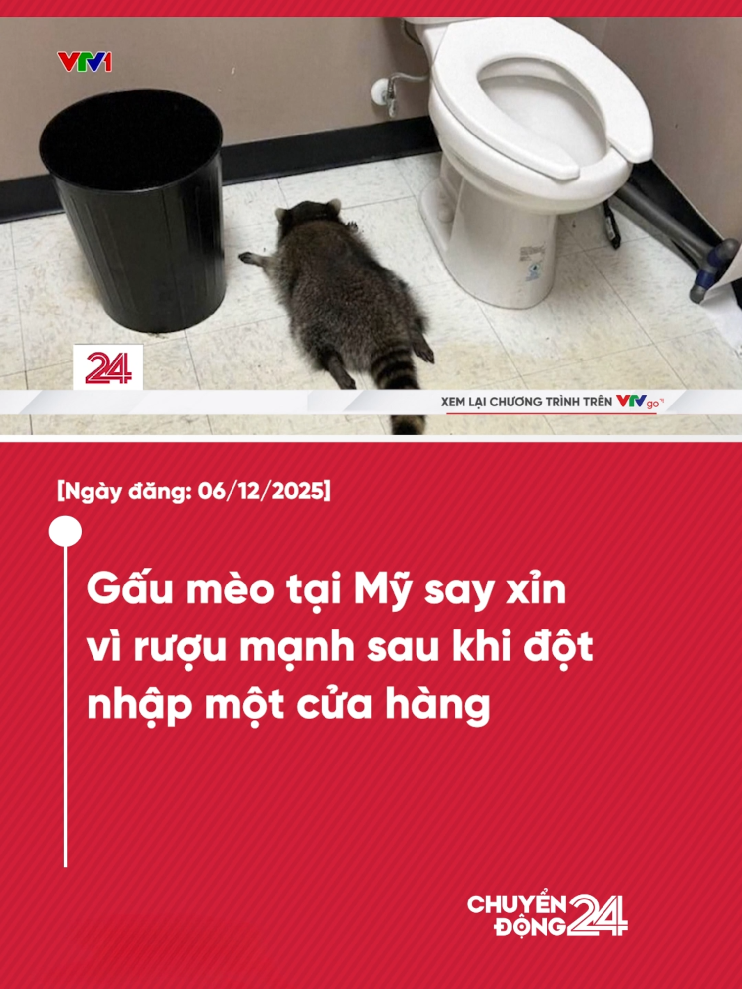 Gấu mèo tại Mỹ say xỉn vì rượu mạnh sau khi đột nhập một cửa hàng #chuyendong24h #vtvdigitlal