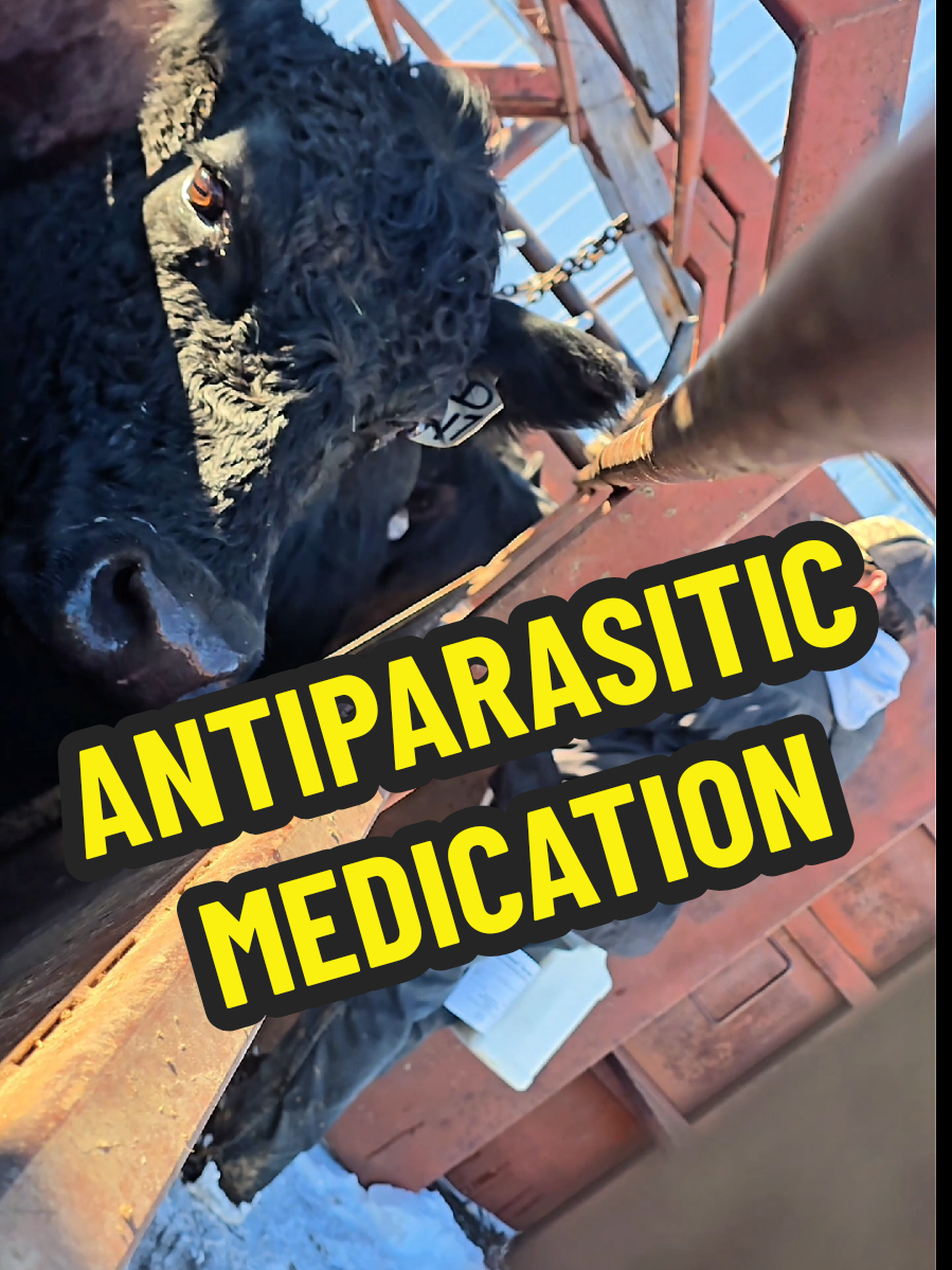 Applying ANTIPARASITIC medication to the cows. Parasites are hard on a cow system. #cow #farm #parasite #health #fyp 