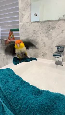 ❤️🥰🦜 Bath time #parrot #caique #viral #fyp #parrotsoftiktok 