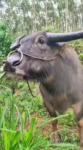 đại đại đi vì admin đang bí content 🐧#viral #j4f #joke #xuhuong #binhluanthieumuoi 