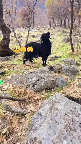 #الحمدالله_علی_کل_حال❤ #🥺💔 #