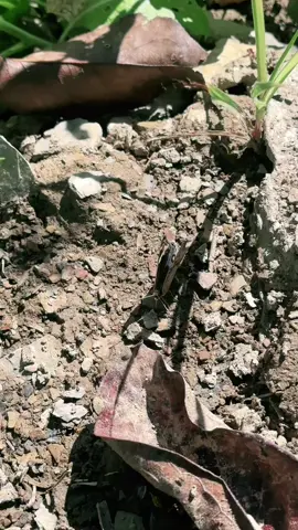 Đôi bạn này tôi đã ngồi quan sát một lúc lâu và tôi quyết định cầm máy lên qoay , xem đến đoạn kết mà buồn bạn kia đau đớn đến tận cùng ,, hợp tan rồi  chia ly 🥲🥲🥲,, trong cuộc đời ai cũng một lần trải qua một biến cố ,, nhưng không biết thời điểm đó sẽ rơi vào khi nào thời điểm nào mà thôi 