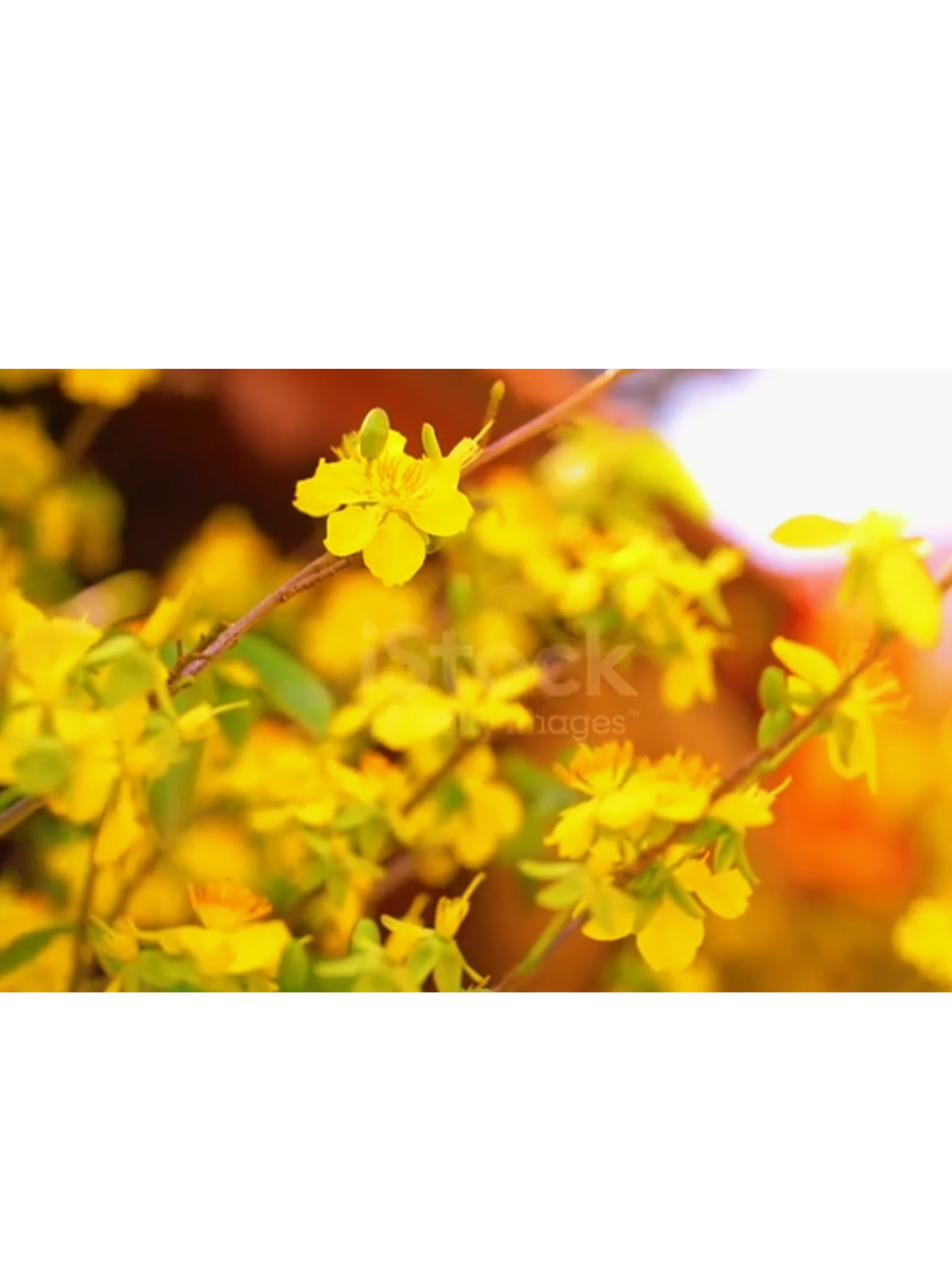 Còn 72 ngày nữa là đến Tết  #tet #tetnguyendan #tết #2026 #foryou 