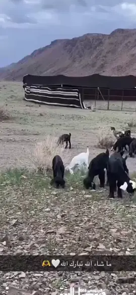 #في هذا اليوم 