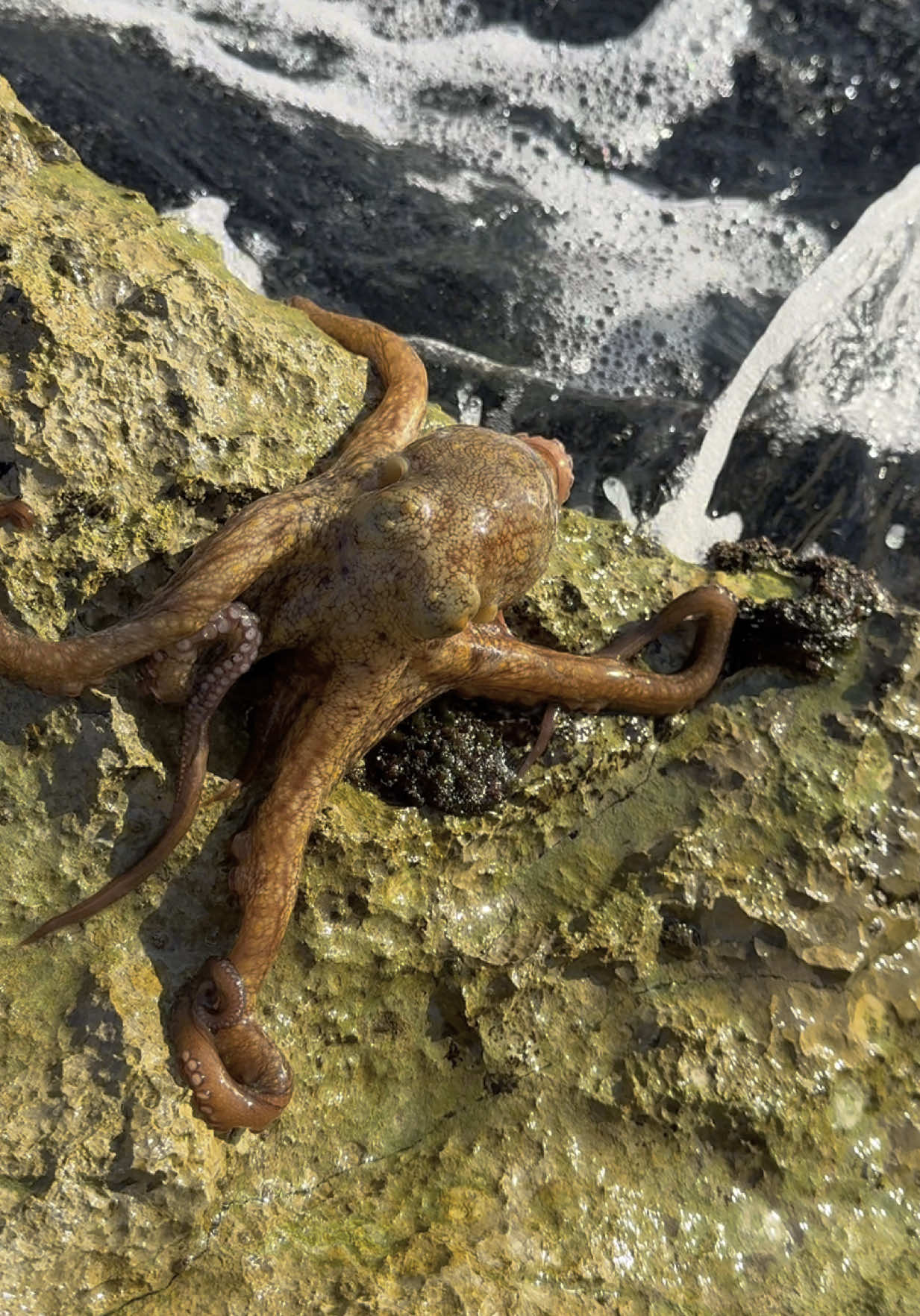 Compro la vostra libertà ❤️#freedom #animal #animallover #pet #PetsOfTikTok 