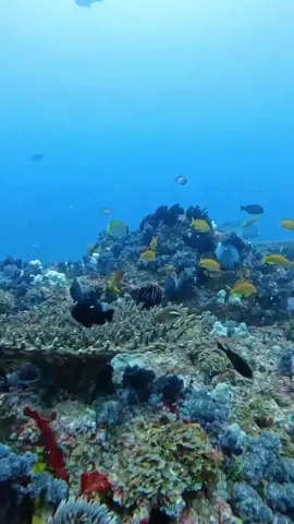 #рыбки #relax #красотаподводногомира #подводныймир #красота 