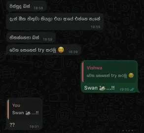 Loyal 🦢🤍#creatorsearchinsights #Love #swanlove #රීෂ් #goviral 