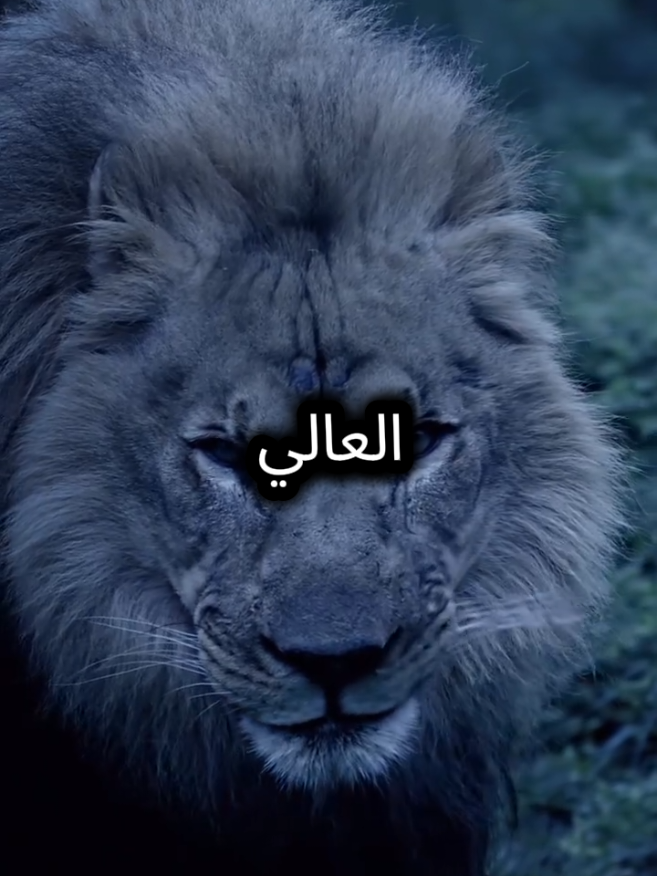 لسنا برجال أعمال لكن أعمالنا أعمال رجال #اقتباسات_عبارات_خواطر #اقتباسات #عبارات 