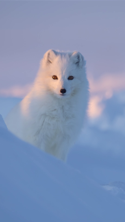 Absence makes the heart grow fonder...🤍 After a long winter scavenging for food, this arctic fox returns from a thousand-mile journey across the Arctic, dedicated to reuniting with his lifelong mate. 🎥: #IncredibleAnimalJourneys