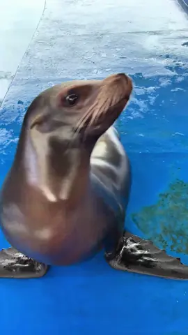 #zoo #animal #funny #sealion #seaanimals 