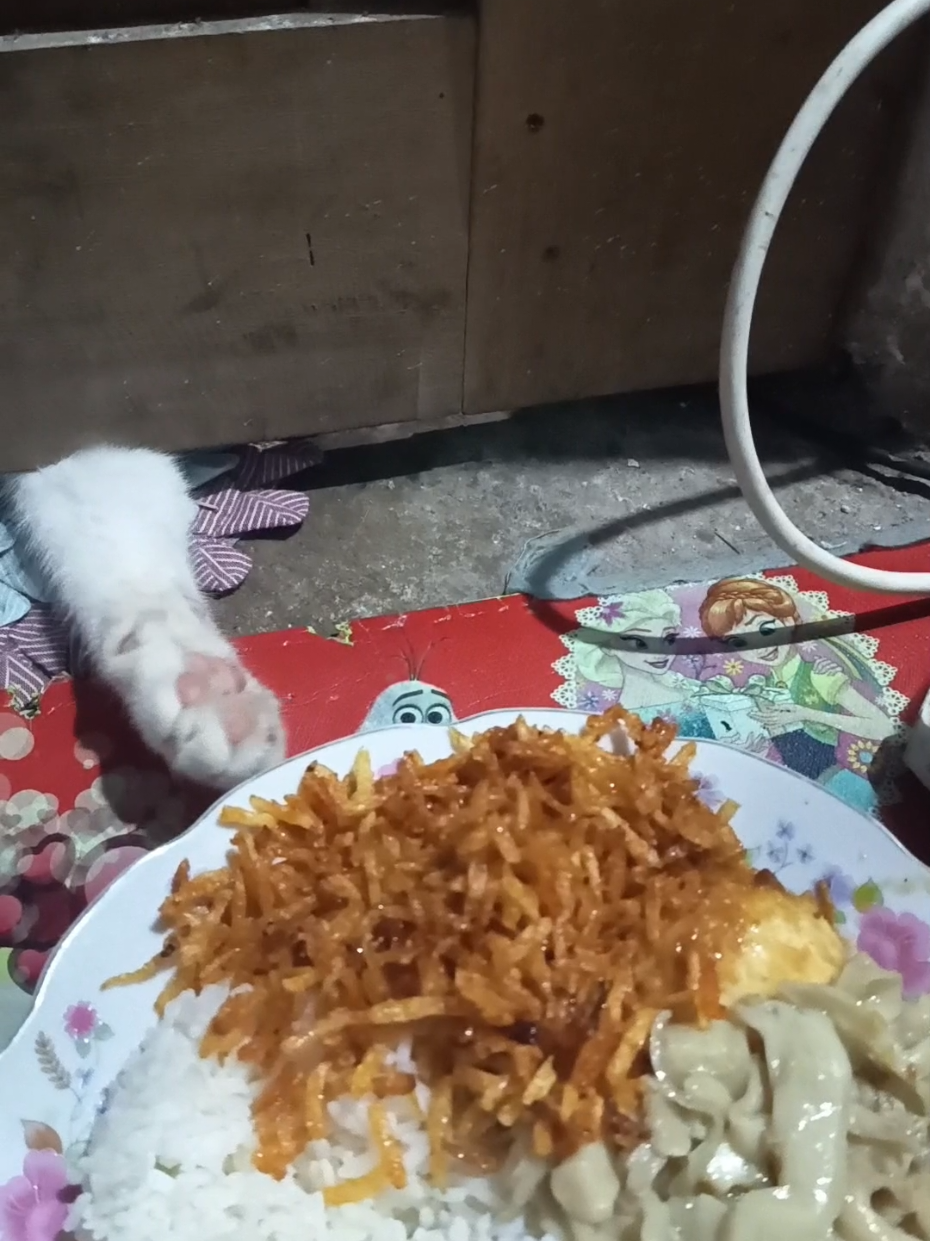 rusuh ae 😼 #fyppppppppppppppppppppppp #kucingtiktok #kucinglucu #kucing 