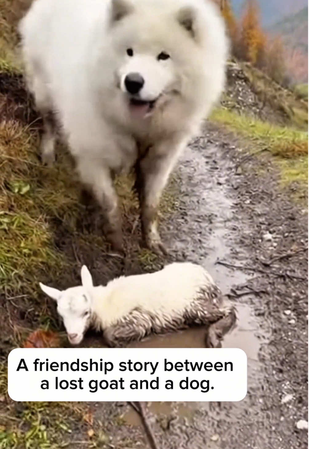 A friendship story between a lost goat and a dog.🐐🐶❤️‍🔥 #goat #dogtok #samoyed #animals #animalrescue 