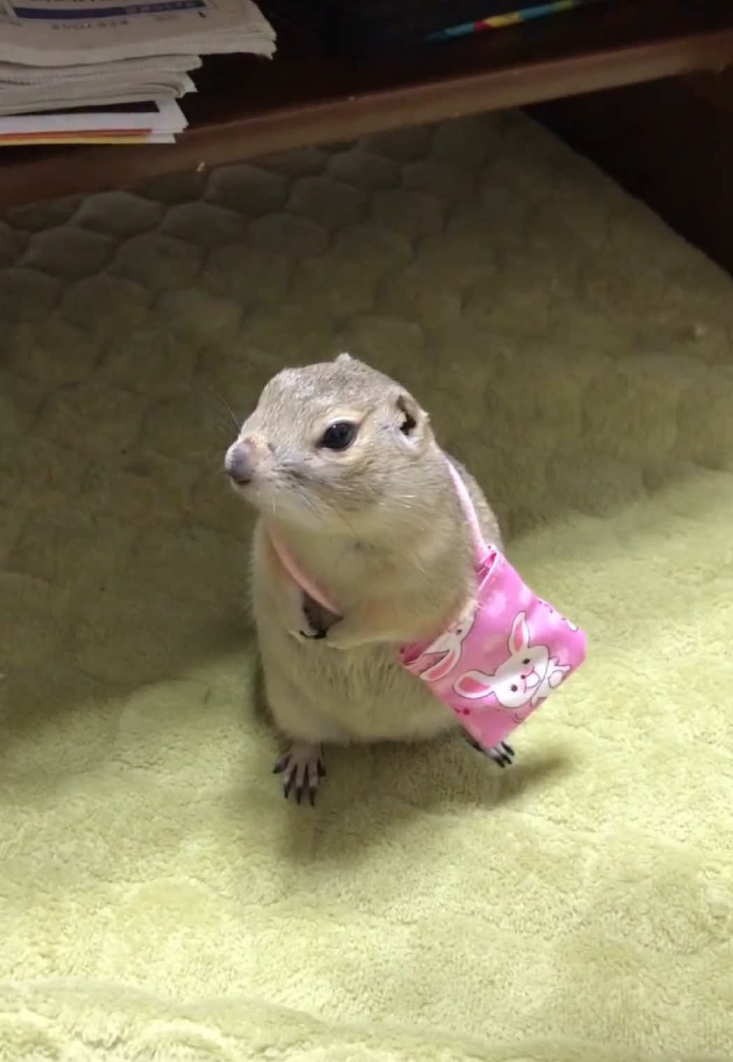 she wants to go shopping #groundsquirrel #PetsOfTikTok #smallpets #fyp rikutokotaro on ig