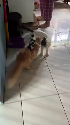 😹😹 #kucing #kucinggemoy #kucingoren #kucinglucu #kucingviral 