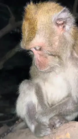 Sangat rindu nyet😔#fyp #fypシ゚ 