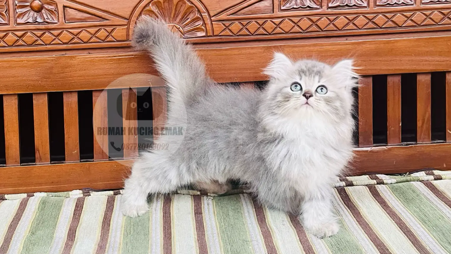 #kucingpersia #adopsikucing #adopsikucingjakarta #kucing #fyp 