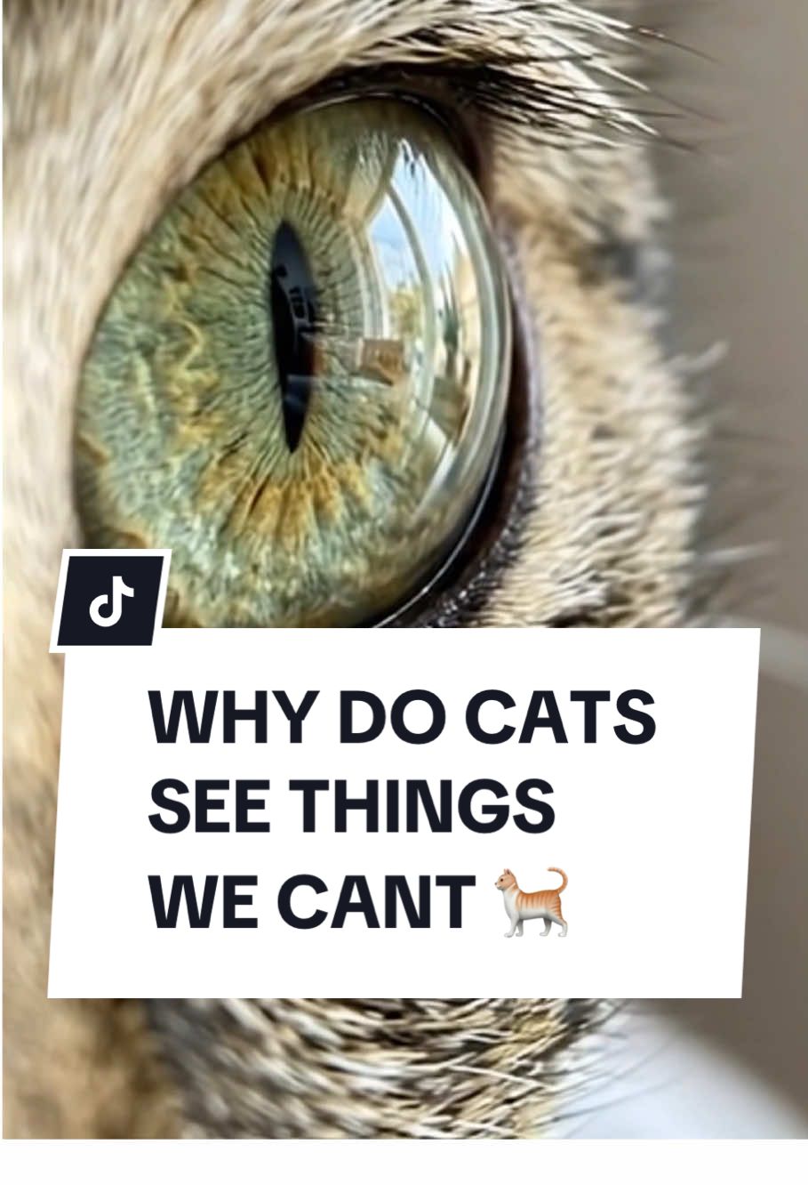Why do cats see things we can’t? 🐈 #DidYouKnow #mindblown #cats #education #LearnOnTikTok  This video may contain AI generated content for storytelling purposes this is not the real Neil deGrasse Tyson