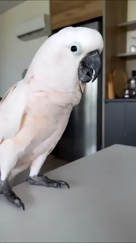 #cockatoolover #talkingcockatoo #moluccancockatoo #parrots #birds 
