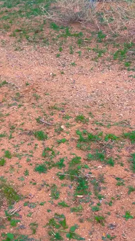 #علوش #الرشيدي #البل #كوكب_المريخ #السحاب_الممطر 