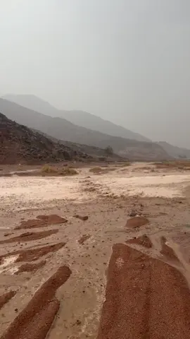 #تبوك #مالي_خلق_احط_هاشتاقات #fffffffffffyyyyyyyyyyypppppppppppp 