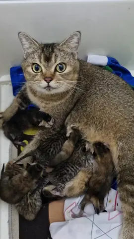 #meocute  ngày thứ 2 của con nè cô chú ơi, dễ thương chưa nè!