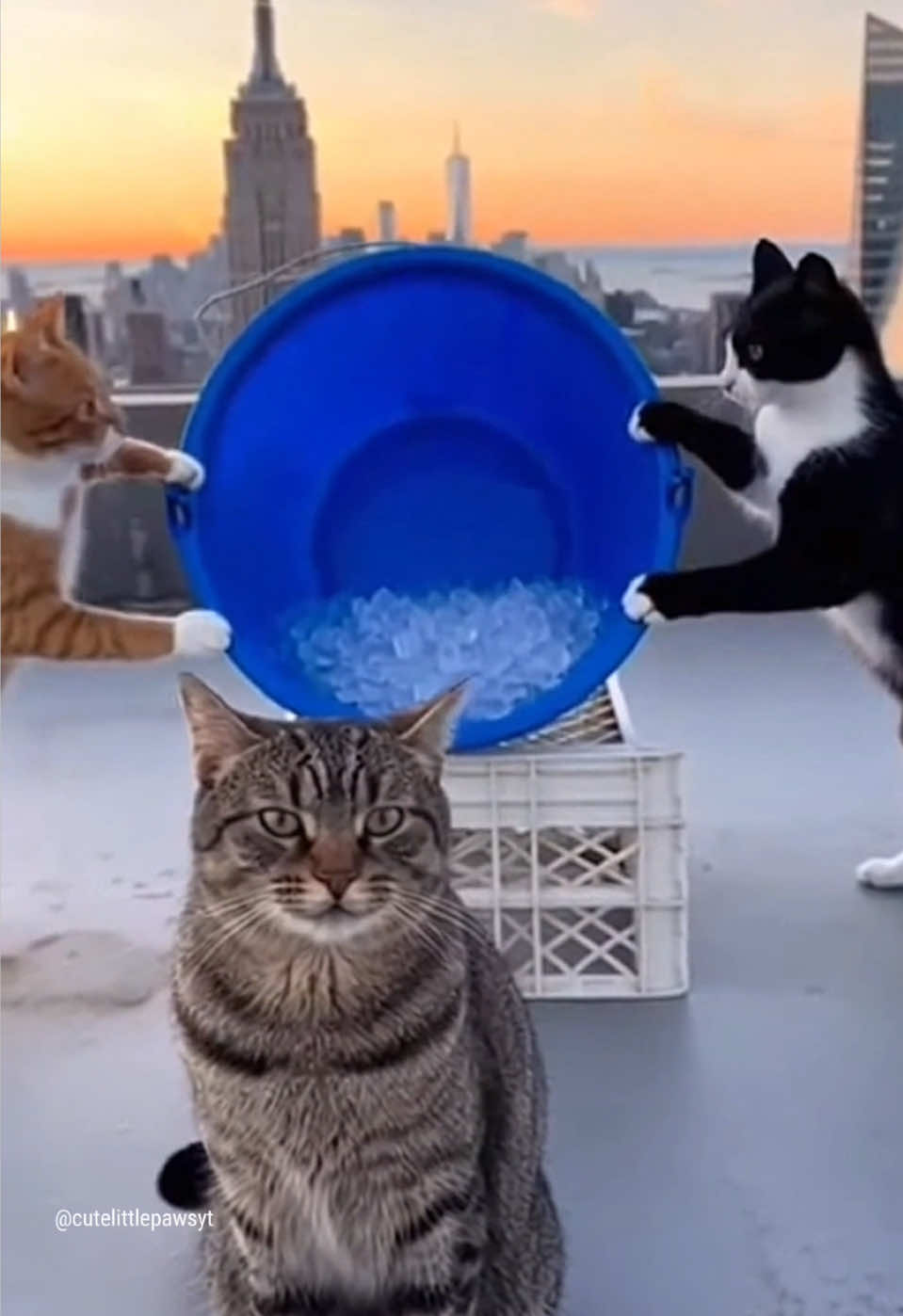 Ice Bucket Challenge: Cat Edition 😼 Ice Bucket Container  Ice Bucket Fails Ice Bucket USA 🇺🇸 #icebucketchallenge #icebucket #catchallenge #catlover #funnycats 