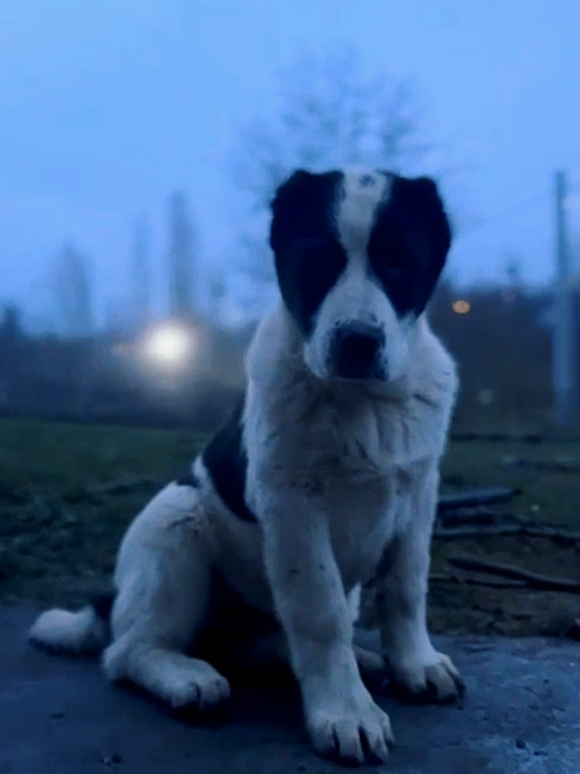 •Skye, femela plecată la domnul din Austria. Așa se prezintă la momentul actual. 🐼🔝💪❤️ #alabai #original #alabaipuppy #fyp #fouryoupage_tiktok  @Chase skie everest 