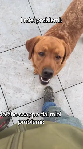 #labrador #labradorretriever 