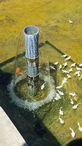 okee#mollyfish#platinum#ikanhias#fyppppppppppppppppppppppp#petanimuda 