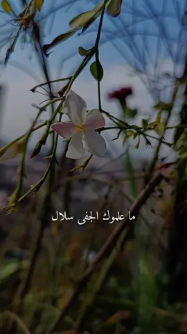 ماعلموك الجفى سلال #اناشيد_رآئعة #بدون_موسيقى #عبارات_شفافية_جاهزة_للتصميم #مالي_خلق_احط_هاشتاقات #💔🥀 