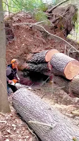 A Day of Felling Giant Dead Trees #satisfying #tree #asmr #oddlysatisfying #giant   