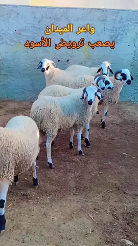 #جميع_مشاهير_تيك_توك  #جميع_الدول_العربيه  #الشعب_الصيني_ماله_حل😂😂 