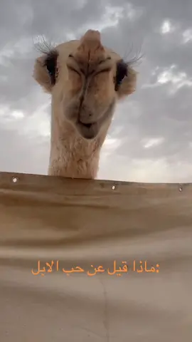 #اكسبلورexplore #CapCut #لايك_متابعه_اكسبلور  الابل 🐪🐪🐪🐪