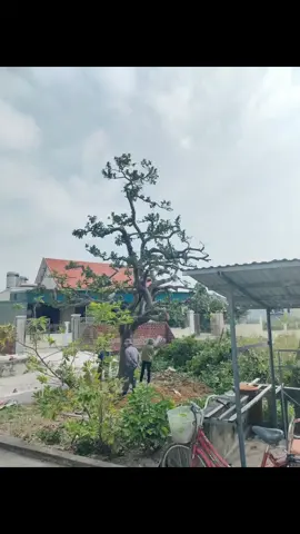 top top dạo này yếu quá. lên cho cái clip cho khoẻ nào...