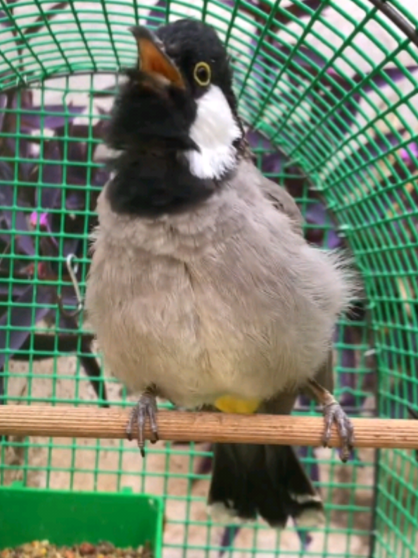 تغريد بلبل  #بلابل_العراق_الحبيب  #بلبل_عراقي_ابيض_الخدين  #اكسبلورexplore #بلبل_دهوك #دهوك_زاخو_سليماني_ئاكري_ئامیدی_هولیر 