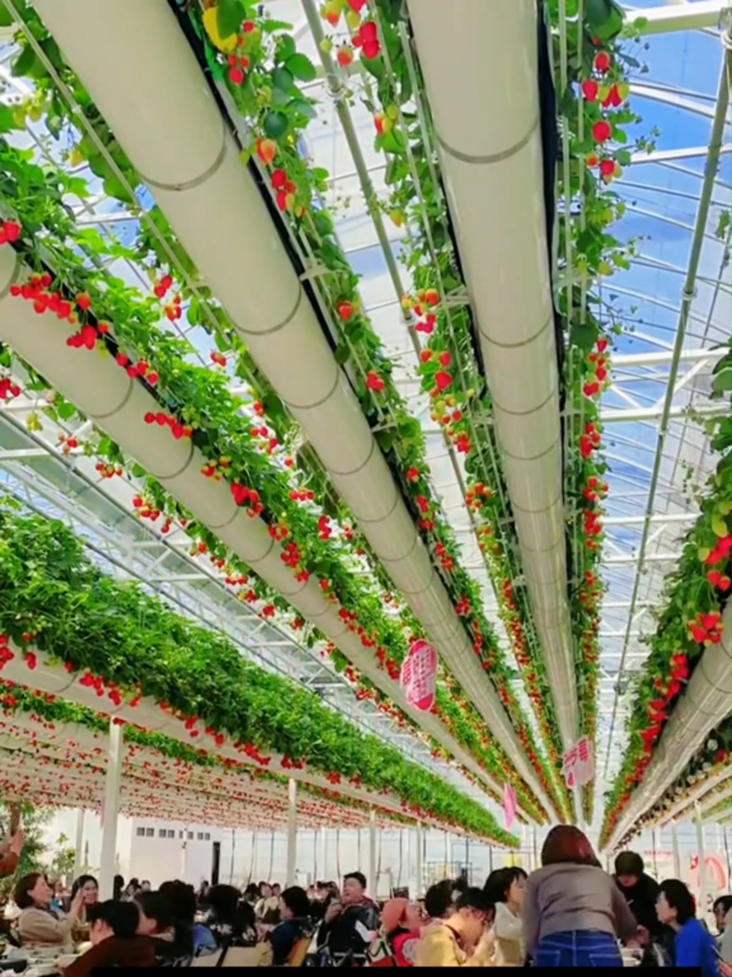 MÔ HÌNH DÂU TÂY TRÊN KHÔNG & LẨU DƯỚI DÀN!!!#nongnghiep #agriculture #giaitri#xuhuong2025 #fyp