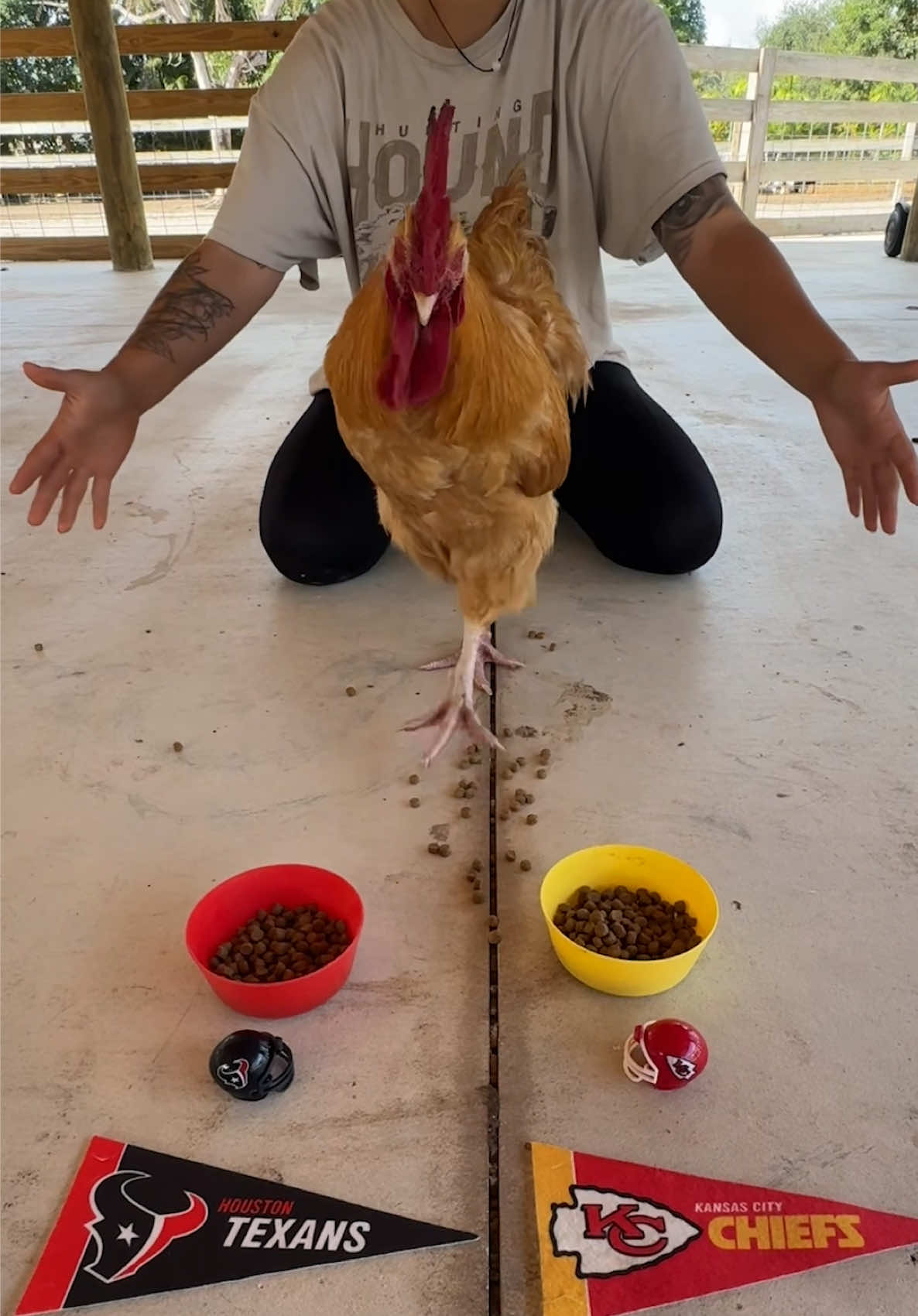 Colonel Sanders the rooster is making his Sunday Night Football pick 🐓🏈  He’s choosing between the @Chiefs (-3.5) vs. the Houston Texans… and he’s already roasting Kansas City with a tasty blend of herbs and spices because they have not been looking like the Chiefs this year 😂🔥 #kansascitychiefs #houstontexans #nfl #nflpicks #chiefskingdom  @Animal EDventure Park & Safari 