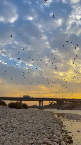 #خەبات #خەباتەکەم❤هەولێر❤کورد❤کوردستان #خەبات_کەلەک_کوردستان #خەباتەکەم #خەباتی #خەباتیم😎✌ #خەباتیم #خەبات_کەلەک_کوردستان❤🧸💐 #خەباتەکەم🧿 #خەباتم #کەلەک #ناحیەی_كەلەك #قەزای_خەبات #xabat #xabate_work #xabati #xabate #xabatim🤘 #xabatim #xabatym #xabatakam #xabati_gyan #khabat #qazae_xabat #kalak #nature #natural 