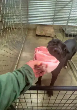 Feeding cane corso’s #canecorso #fyp 