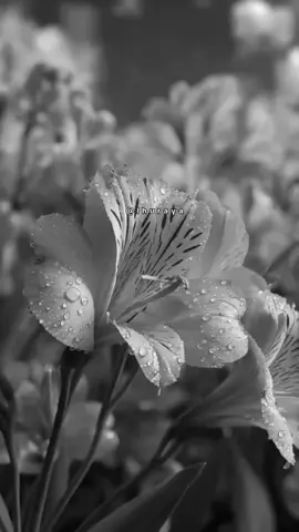 قيمتي أعلى من مستوى نقدكم المجاني ،#خواطر#اقتباسات#حكم #اكسبلور#تصميمي