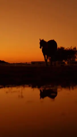 يامهر الحسين تنحب شمالك😌.. #تراث #اعاده_نشر🔁 #التراث_الحسيني #حمزه_الصغير #التراث_الحسيني_الخالد 